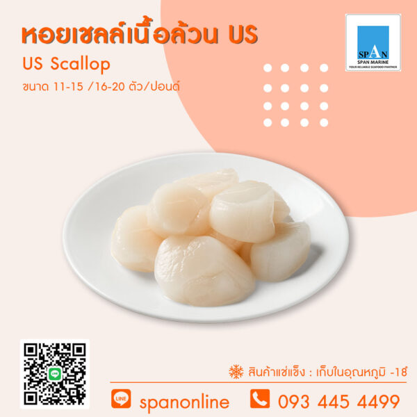 หอยเชลล์เนื้อล้วน US