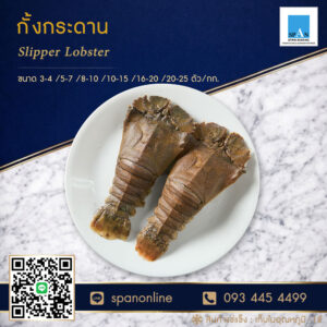 กั้งกระดาน