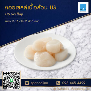 หอยเชลล์-US